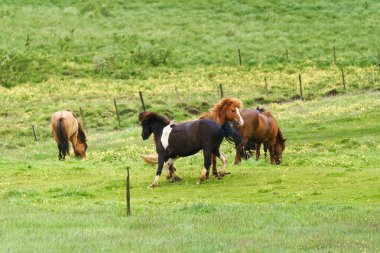 Yaz boyunca İzlanda 'da çayırlarda oynayan genç at sürüsü.