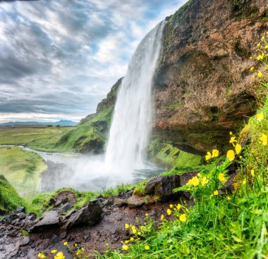 Güzel Seljalandsfoss Şelalesi, İzlanda 'da yaz günü açan sarı çiçekle birlikte.