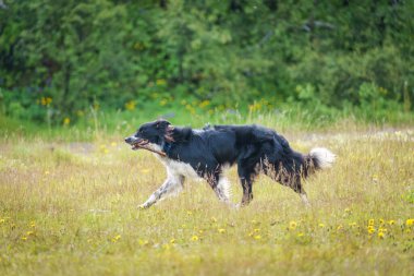 Sevimli, genç, sınır köpeği çoban köpeği haftasonu boyunca parkta çayırda bir sopayla koşup oynuyor.