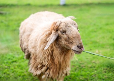 Kırsaldaki yeşil tepede çimen yiyen genç bir koyun.