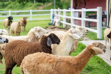 Koyun sürüsü kırsal kesimdeki çayırlarda otlanmayı bekliyor.