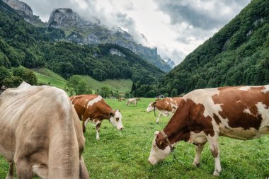İsviçre, Appenzell 'deki Seealpsee' de yaz boyunca otlayan inek sürüsü ve İsviçre Alp Dağları