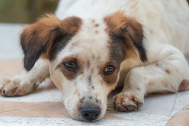 Genç, yalnız, beyaz, kahverengi, sokak köpeği yerde yatıyor.
