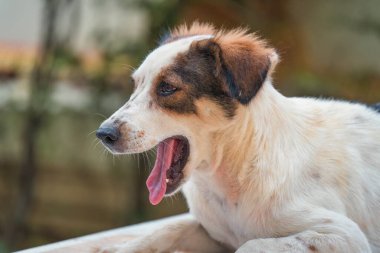 Genç, yalnız, beyaz, kahverengi, sokak köpeği yerde yatıyor.