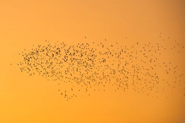 Akşamları turuncu gökyüzünde uçan kuş sürüsü