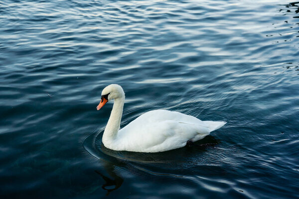 White swan or Cygnus olor floating on the lake