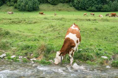 İnek İsviçre Alpleri arasında çayırda ırmak yoluyla su içiyor