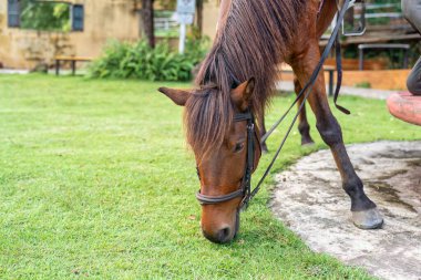 Safkan genç kahverengi at çiftlik hayvanlarının otlaklarında otluyor.