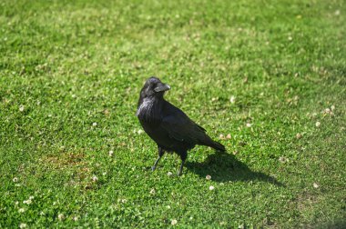 Kara karga, kuzgun kuş halka açık parkta çimlerde yaşıyor.