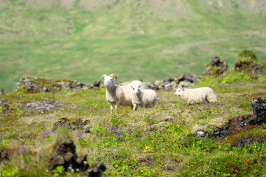 Beyaz koyun sürüsü kırsal kesimde, güneşli bir günde, dağların çayırlarında çiçek tarlasında yürüyor ve otluyor.