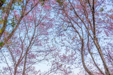 Bahar zamanı bahçede açan güzel pembe Himalaya kiraz ağacı Phu Lom Lo, Phu Hin Rong Kla Milli Parkı, Tayland