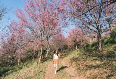 Güzel Asyalı kadın turist blogcusu, Tayland 'daki Phu Lom Lo, Phu Hin Rong Kla Milli Parkı' nda baharda filizlenen vahşi Himalaya kiraz ormanlarında eğleniyor ve vlogging yapıyor.