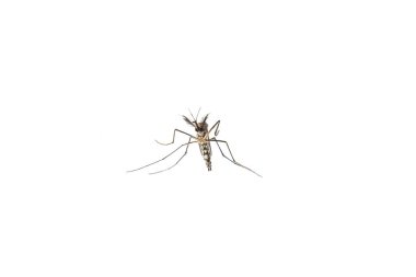 Aedes sivrisinekleri, ortak ev sivrisinekleri sırt üstü uzanıyorlar. Beyaz arkaplanda izole