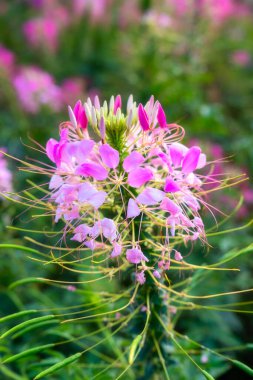 Güneşli bir günde bahçede açan pembe yapraklı Örümcek Çiçeği ya da Cleome.