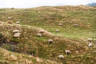 Flock of sheep living and grazing on golden pasture of mountain in countryside at New Zealand