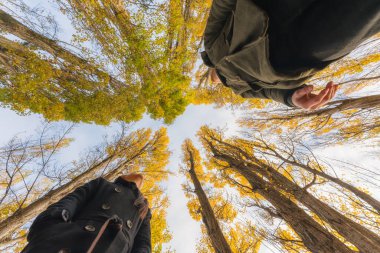 Yeni Zelanda 'daki sonbahar ormanında sarı yapraklı çam ağacının keyfini çıkaran Asyalı çiftin alçak açılı görüntüsü.