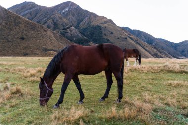 Big brown horse grazing grass on field in farmland and mountain at rural scene