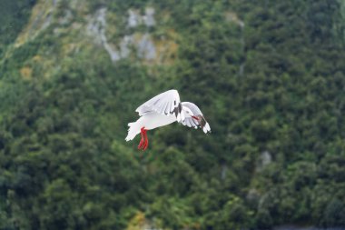 Red billed gull flying forage during the rain in the forest at New Zealand clipart
