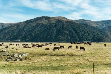 Herd of cows grazing on pasture and mountain in farmland on sunny day