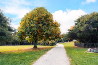 Sonbaharda güneşli bir günde Cornwall Park, Yeni Zelanda 'da yaprakları sarı olan büyük bir akçaağaç.