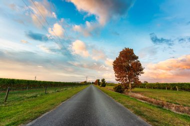 # Yol kenarındaki renkli akçaağaç # # Kırsaldaki üzüm bağları arasında #