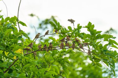 Ağaç Serçesi sürüsü bahçede yeşil yapraklarla ağaç dalına tünemiş.