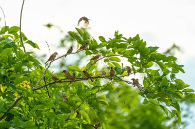 Ağaç Serçesi sürüsü bahçede yeşil yapraklarla ağaç dalına tünemiş.
