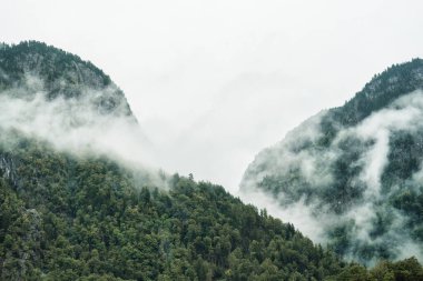 Sabahları çam ormanlı, yeşil dağın puslu manzarası