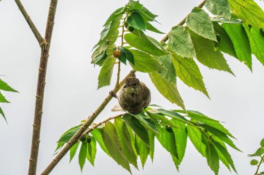 Streak eared bulbul or Pycnonotus conradi bird perching and eating seed fruit on branch tree in tropical garden clipart