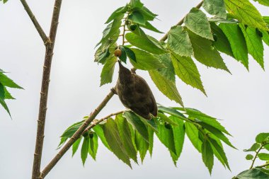 Streak eared bulbul or Pycnonotus conradi bird perching and eating seed fruit on branch tree in tropical garden clipart