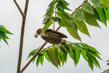 Streak eared bulbul or Pycnonotus conradi bird perching and eating seed fruit on branch tree in tropical garden clipart