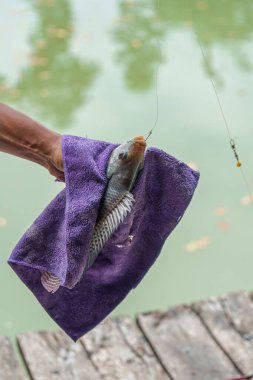 Balıkçıların elinde Nil tilapia balığı ya da Oreochromis nilotica havluya bağlanmış balık tutuşu