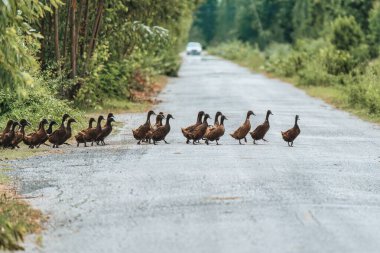 Kırsaldaki pirinç tarlasında beslenmek için karşıya geçen kahverengi ördek sürüsü.