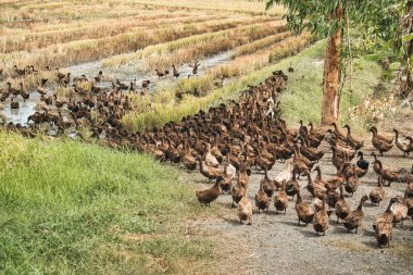 Kırsaldaki pirinç tarlasında yemek yiyen kahverengi ördek sürüsü.