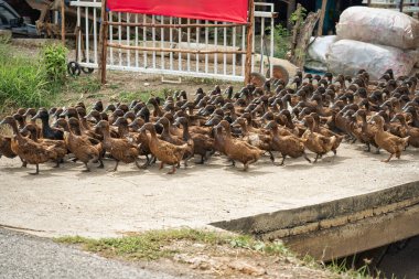 Kırsaldaki pirinç tarlasında beslenmek için karşıya geçen kahverengi ördek sürüsü.
