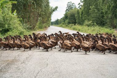 Kırsaldaki pirinç tarlasında beslenmek için karşıya geçen kahverengi ördek sürüsü.