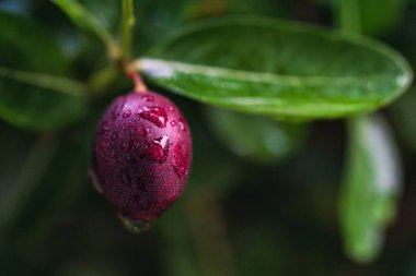 Red ripe fruit, Bengal Currants, Koronda, Carissa carandas L, Christs Thorn, Apocynaceae tree with medicinal properties growing and blooming in tropical garden  clipart