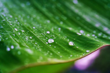 Bahçedeki yeşil tropikal bitki yaprağının üzerindeki yağmur damlası