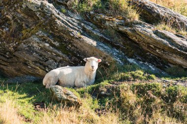 Beyaz tüylü bir koyun çimenlerin üzerinde, tarım arazilerindeki büyük kayaların yanında yatıyor.