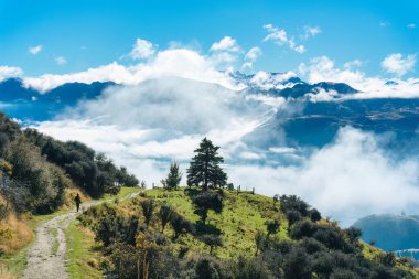 A tree glowing on hill in middle of foggy and alpine mountain on sunny day at Roys Peak track, Wanaka, New Zealand clipart