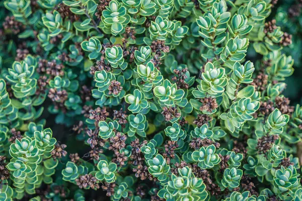 stock image Closeup of green leaves plant Lemon thyme, Thymus citriodorus, Doone valley growing in tropical garden backgroun