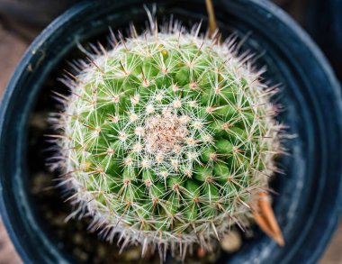 Yeşil gövdeli küçük kaktüsler ve çömlekte büyüyen yuvarlak çiviler.