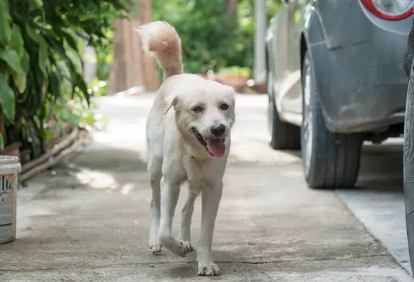 stock image Young cheerful white hairy domestic dog walking on the outside 