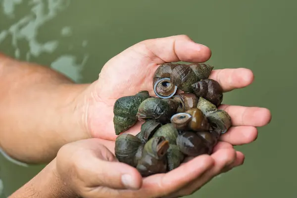 stock image Group of Pond snail, Marsh snail, River snail on palm of hand in river