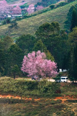 Bahar mevsiminde Phu Lom Lo, Phu Hin Rong Kla Milli Parkı, Tayland 'da tarım alanında açan güzel yaban Himalaya kiraz ağacı veya erik serasoidleri