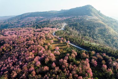 Beautiful aerial view of Wild himalayan cherry forest blooming on mountain hill and rural road in the morning at Phu Lom Lo, Phu Hin Rong Kla national park, Thailand clipart