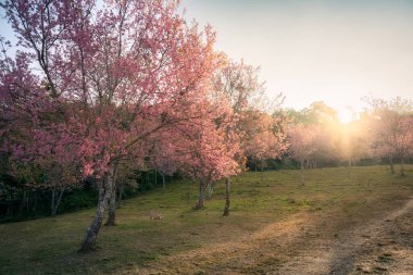 Vahşi Himalaya kiraz ağacının üzerinde parlayan güzel gündoğumu ya da ilkbaharda filizlenen erik serasoidleri Phu Lom Lo, Phu Hin Rong Kla ulusal parkı, Tayland