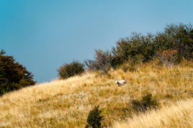 Yeni Zelanda 'nın kırsal kesimindeki dağın altın otlaklarında yaşayan ve otlayan koyunlar.