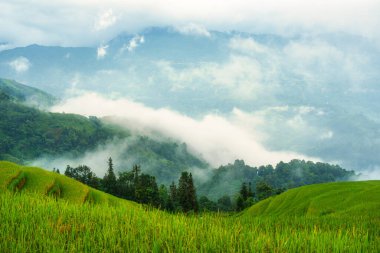 Bereketli pirinç tarlalarının güzel manzarası. Dağlık ve sisli sabahları Ha Giang, Hoang Su Phi, Vietnam kırsallarında.