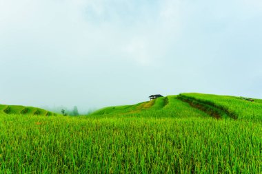 Güzel yeşil pirinç tarlalarının ahşap kulübesi ve sisli manzarası sabah Ha Giang, Hoang Su Phi, Vietnam kırsalında